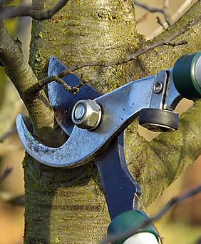 Tree cut2.jpg