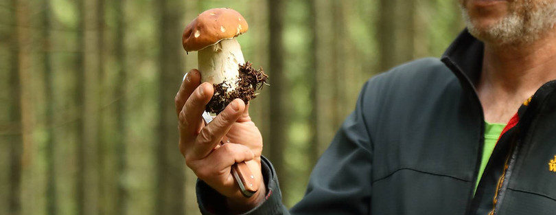 mushroom picker.jpeg