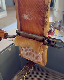 honeyextraction.png
