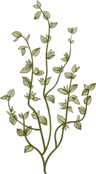 Botanik