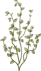Botany