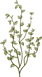 Botany