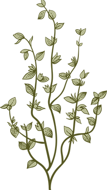 Botânica