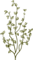 illustrated plant growing, signifies healing