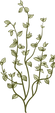 Botanique