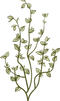 Botanique     