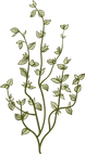 Botanique