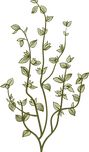 Botany