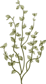 plantkunde