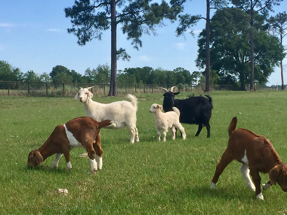Thumbnail: Playful Boer Goat Kids