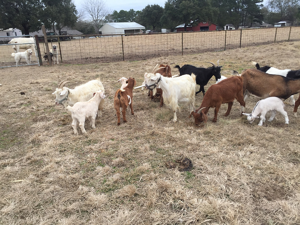 Thumbnail: Playful Boer Goat Kids