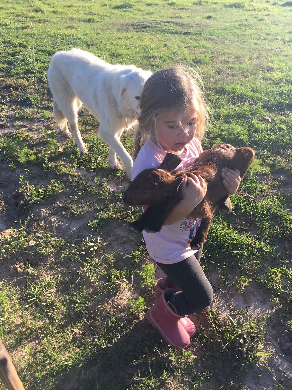 Thumbnail: Playful Boer Goat Kids