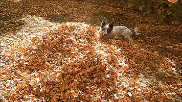 Dog Leaf Pile.gif