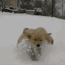 Puppies in Snow.gif
