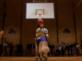 Dog Shoots Hoop.gif