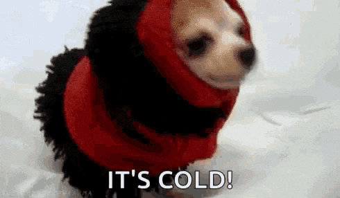 Cold Puppy.gif
