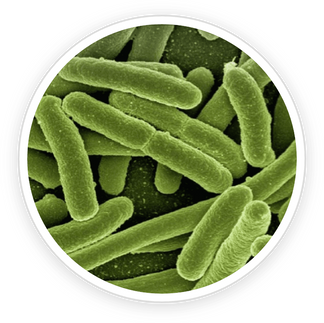 Lactobacillus Reuteri