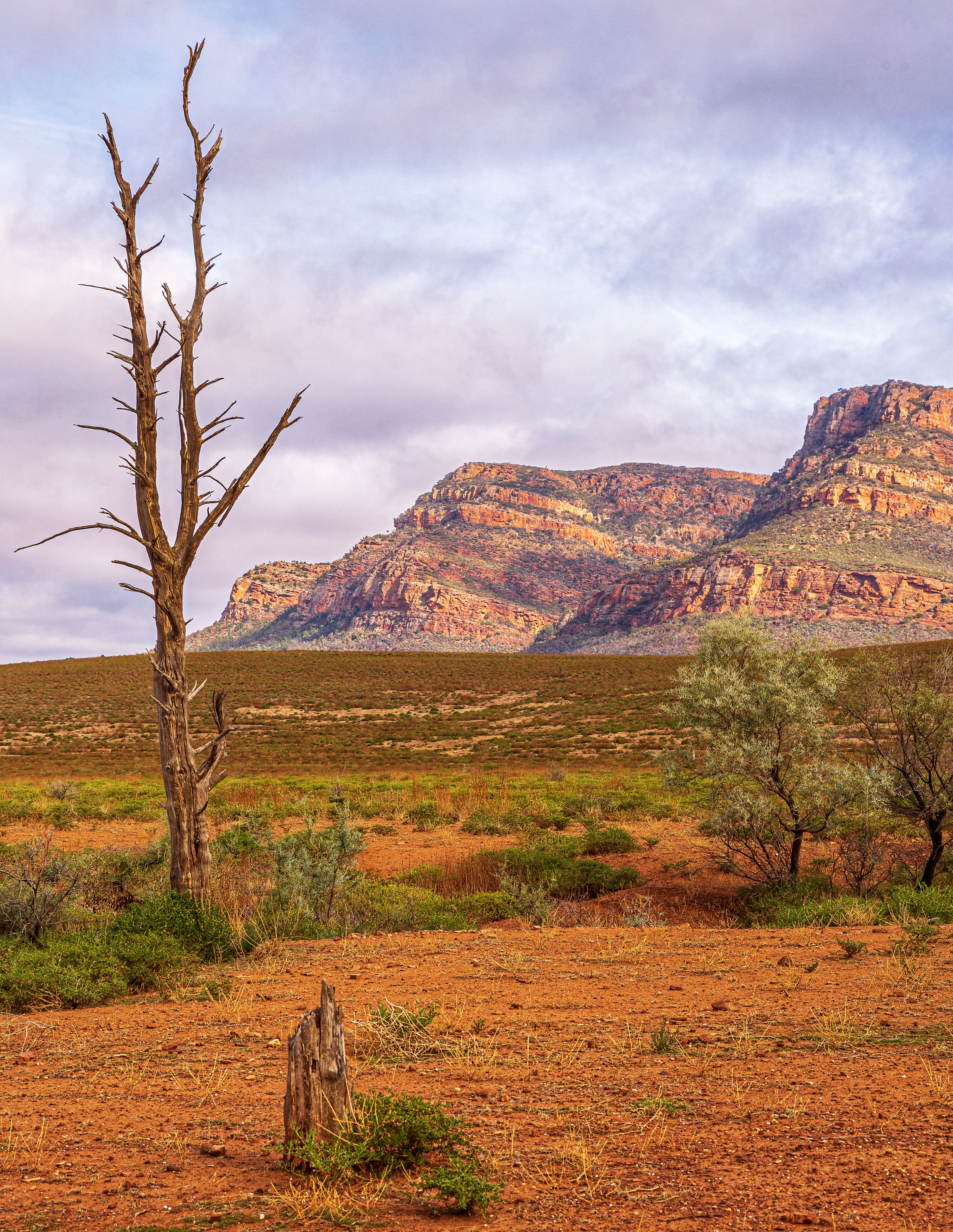'Wilpena' - Framed or Print Only