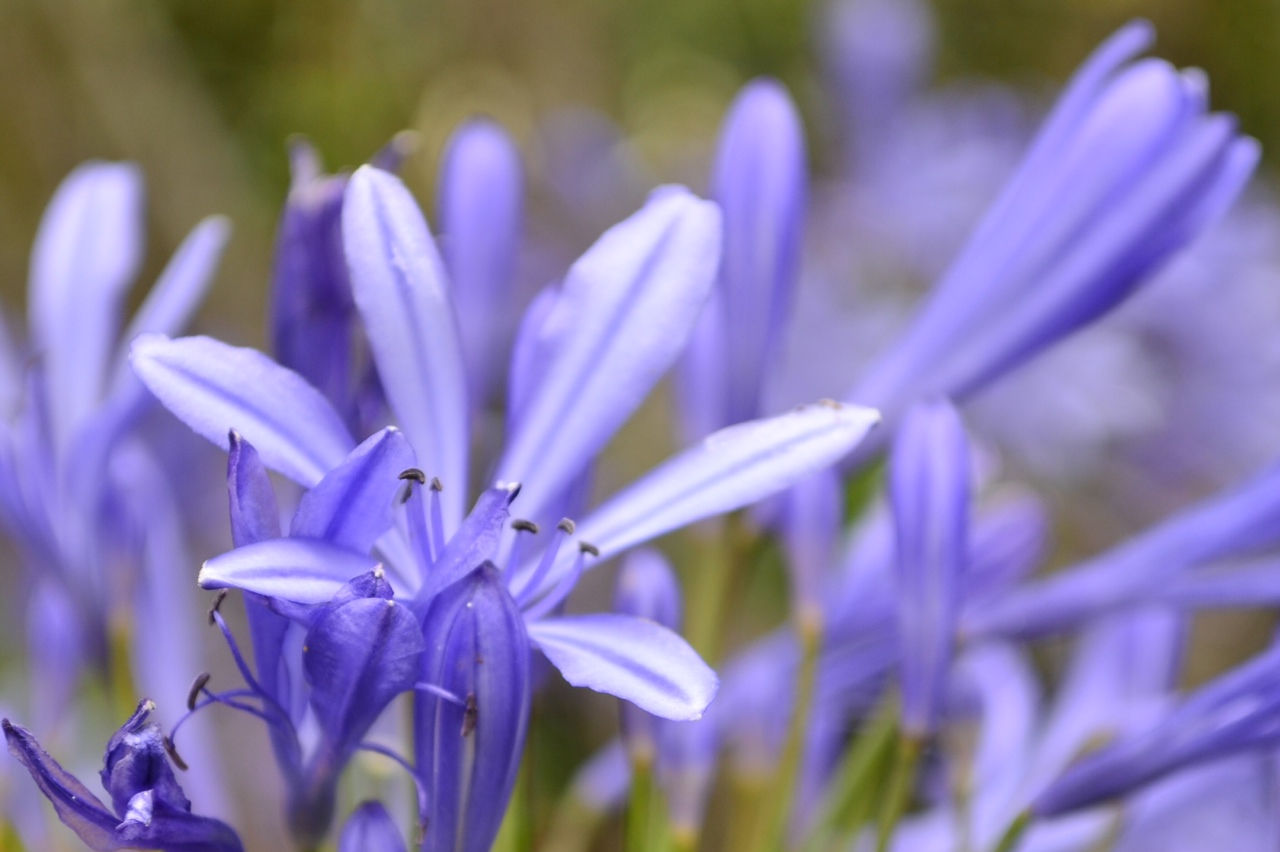 7-Violetas