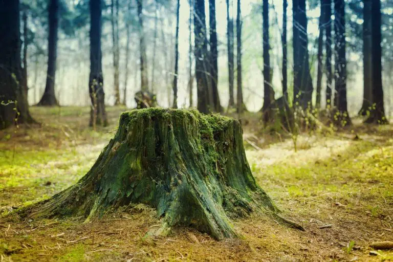 tree-stump-forest-768x512.jpg.webp