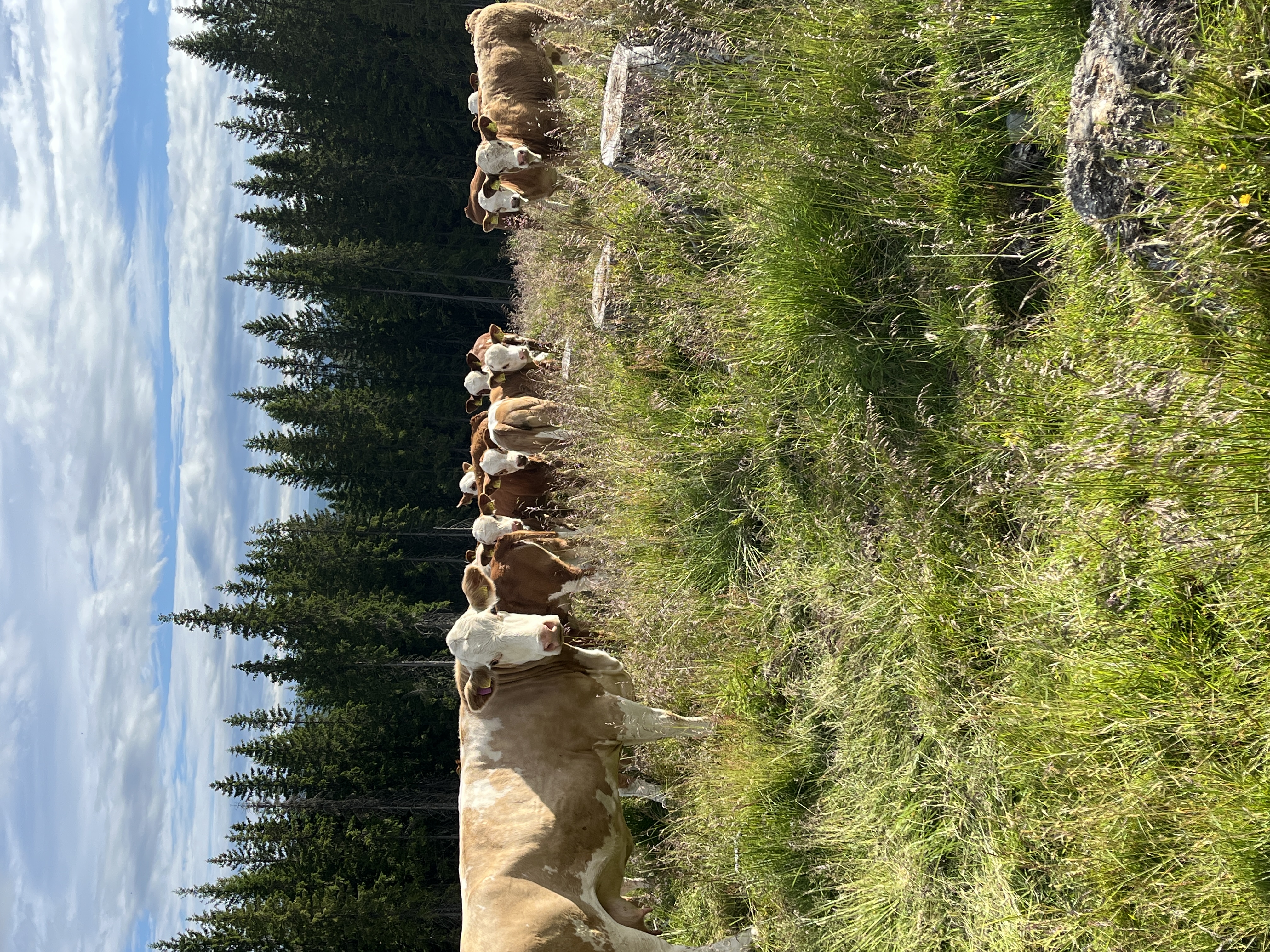 "Nysgjerrige kjøttfe bak Harby"