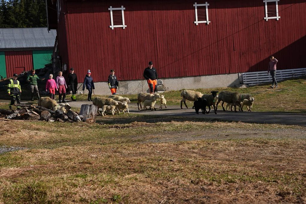 Slipp av sau på våren