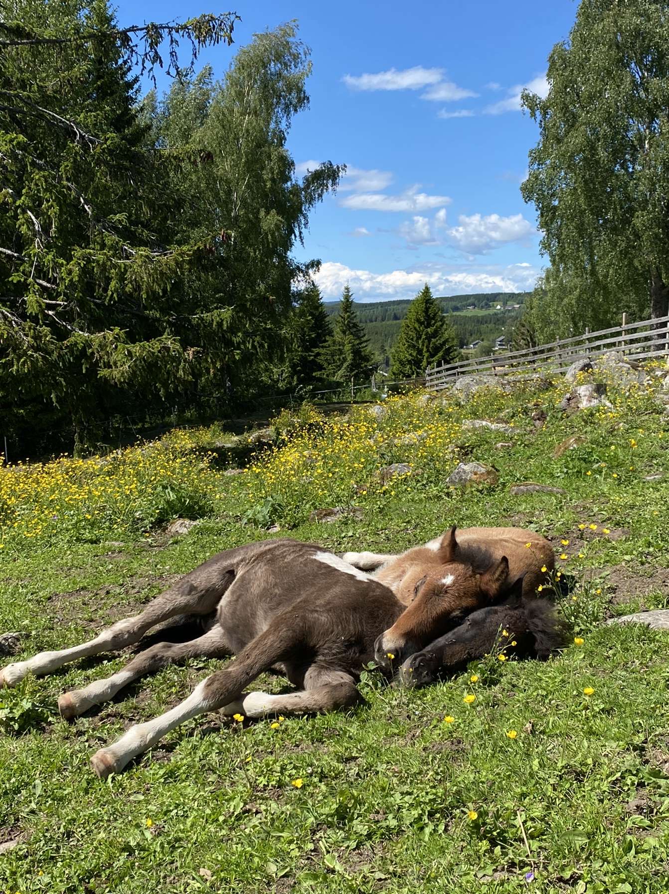 "To gode venner på beite i Åsstuen"