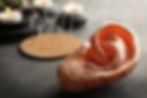 Plastic ear for acupuncture practice, closeup.jpg