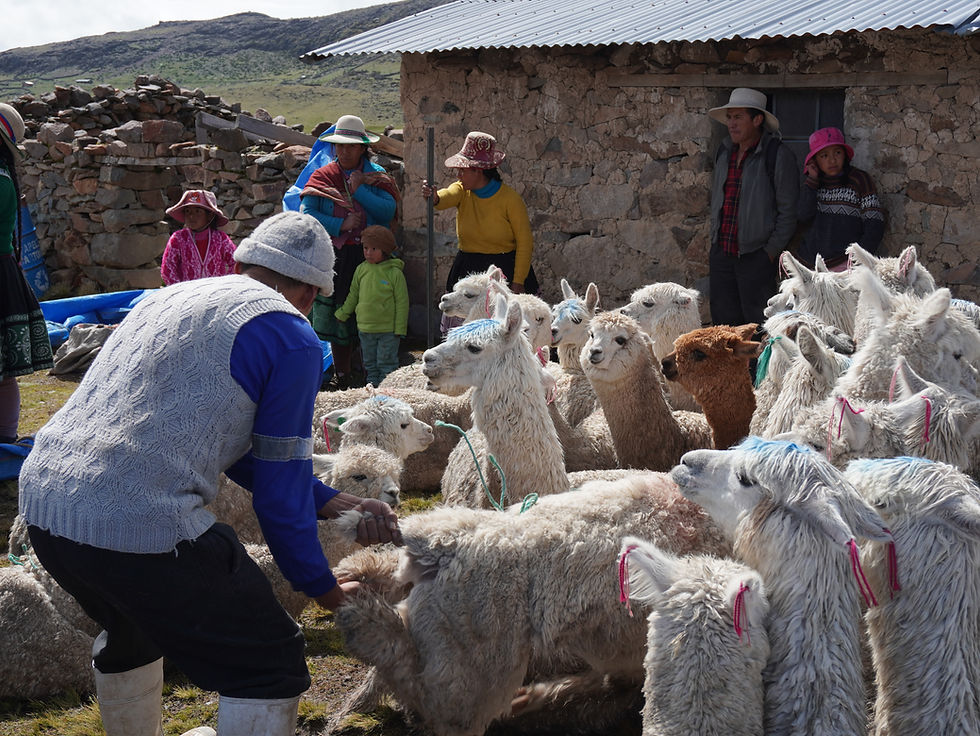 alpacas en orccontaki, patan, cotabambas