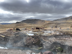 alpacas y llamas en el territorio de patrimonio biocultural Haquira, Apurímac