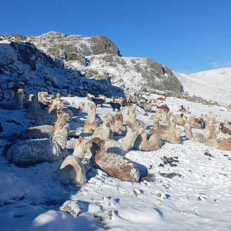 Rebaño de alpacas sin protección en Antabamba