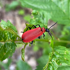 Feuerkäfer (wichtiger Waldbewohner) auf einem grünen Blatt