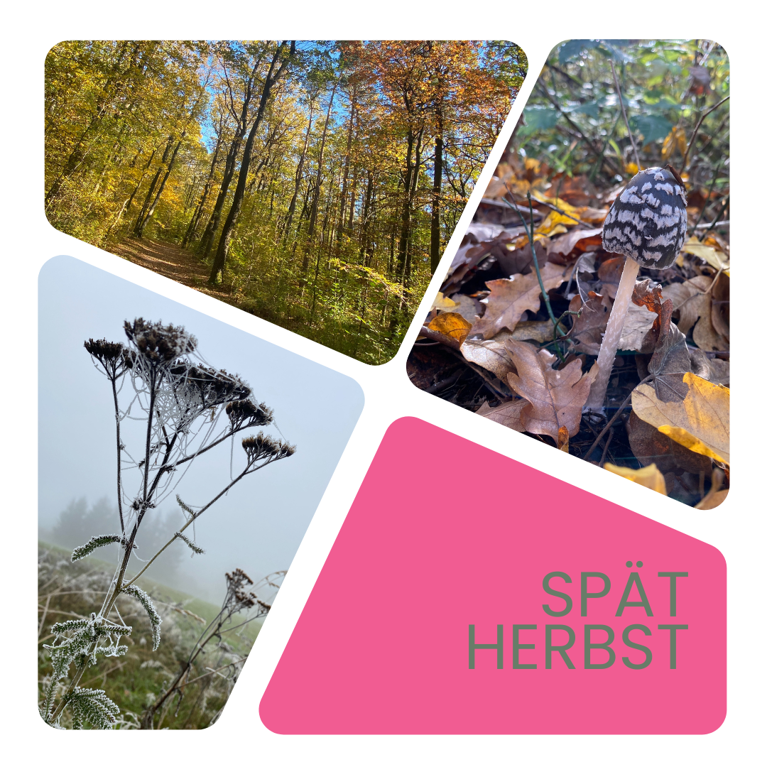 Expedition WALD Spätherbst