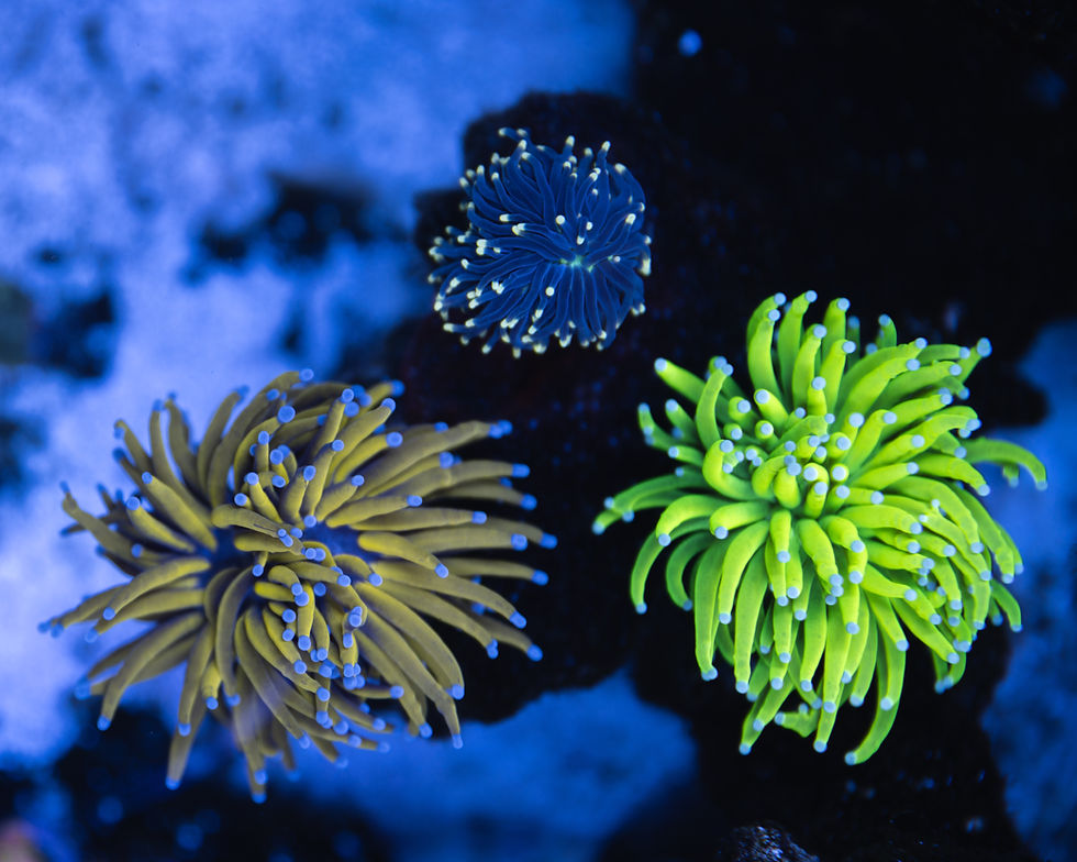Coral 2-11-26 (6 of 15).jpg