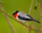 520A0801 copiar Donacobius baixa Ciro e Felipe.jpg