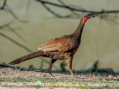 White-browed Guan