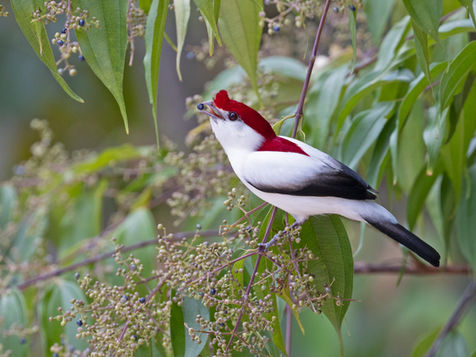 Araripe Manakin