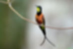 520A0801 copiar Donacobius baixa Ciro e Felipe.jpg