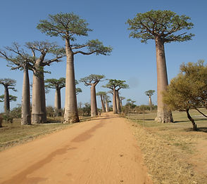 News coverage of our twin articles on Madagascar's biodiversity