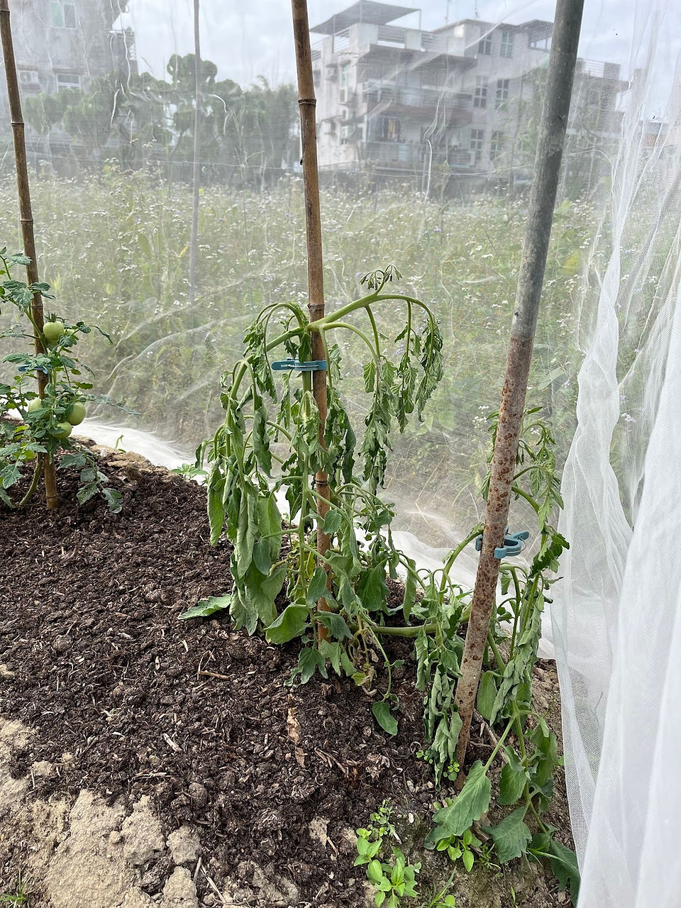 tomato plant not growing well