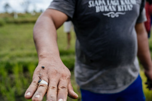 farmer with rice 