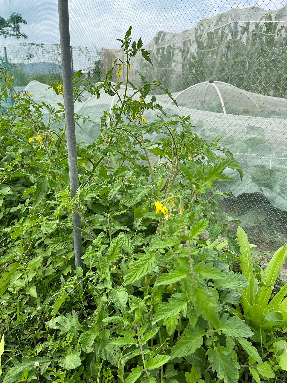 tomato plant growing healthily