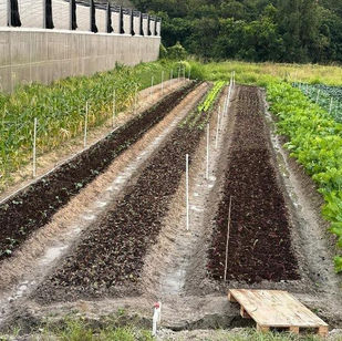crops row at a farm