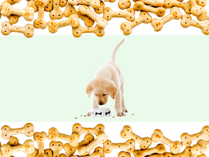 Voeding voor puppy's, waarom variëren?