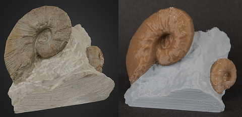 ammonite.png