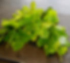 A Japanese leaf garden (pt3) - Mitsuba