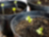 Daikon from seed