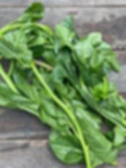 MALABAR SPINACH