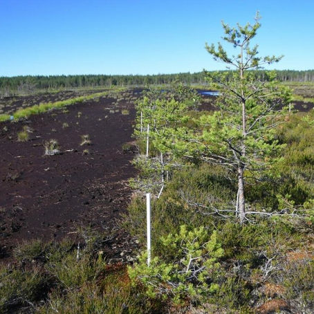 Why we must protect Peatlands