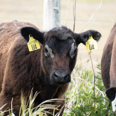 Issues of Animal Agriculture at Point Reyes National Seashore